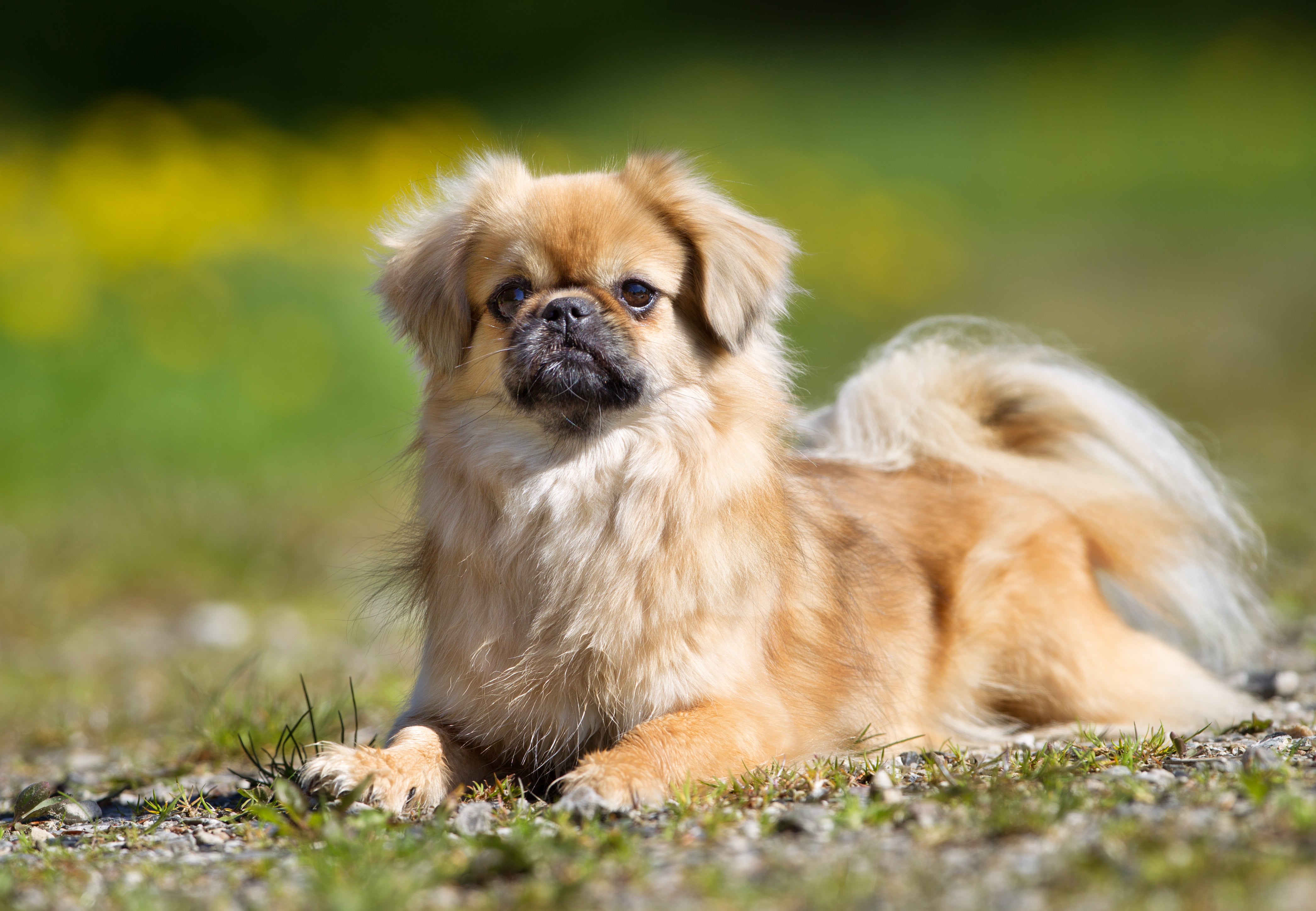 Tibetan Spaniel Dog Breed & Adoption Information | Petfinder